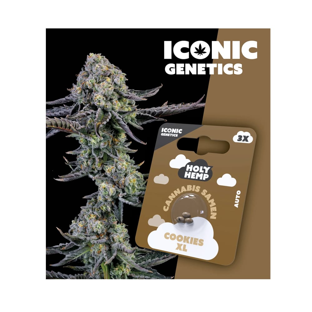 Cookies XL | Autoflowering Cannabissamen | Holy Hemp