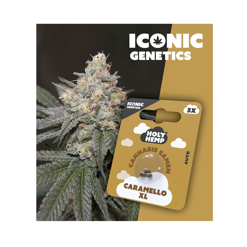 Caramello XL | Autoflowering Cannabissamen | Holy Hemp