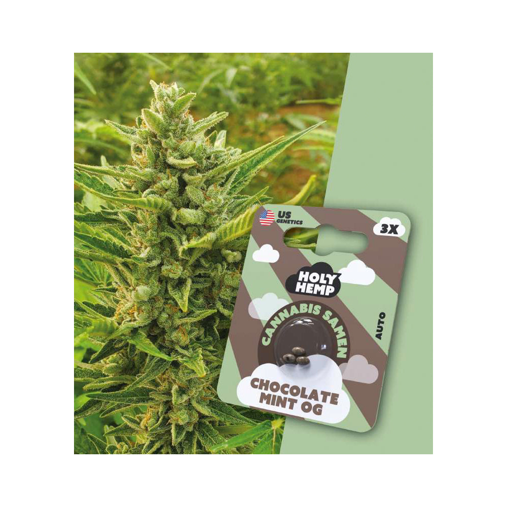 Chocolate Mint OG | Autoflowering Cannabissamen | Holy Hemp