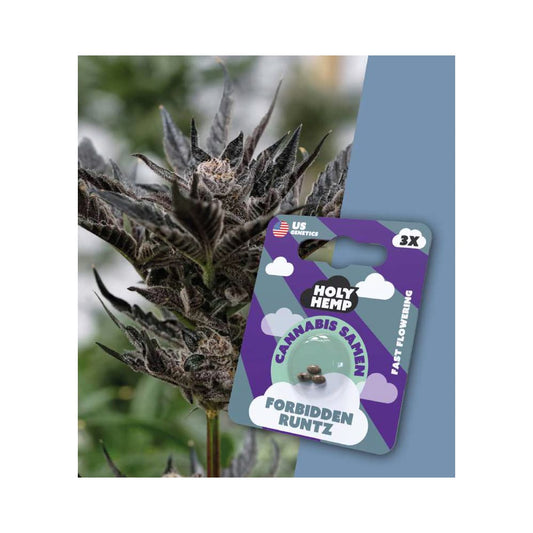 Forbidden Runtz | Fast Flowering Cannabissamen | Holy Hemp